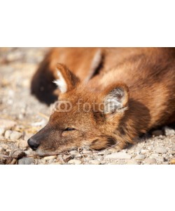 V&P Photo Studio, red fox (Vulpes vulpes)