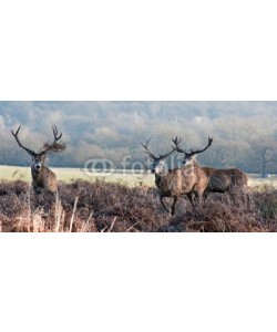 veneratio, Red deer stag portrait in Autumn Fall Winter forest landscape