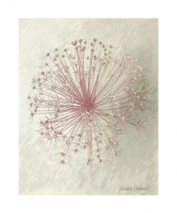Elisabeth Verdonck, ALLIUM SEEDHEAD II