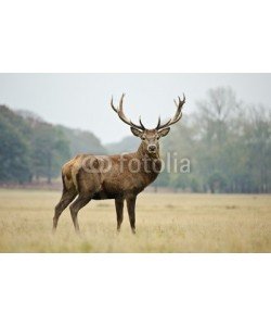 veneratio, Portrait of majestic red deer stag in Autumn Fall
