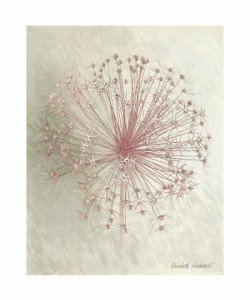 Elisabeth Verdonck, ALLIUM SEEDHEAD I