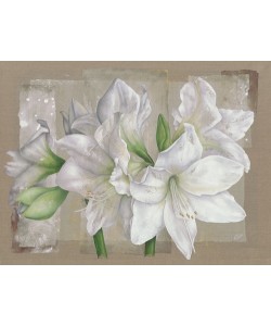 Virginie Cadoret, Amaryllis Blanc