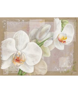Virginie Cadoret, Orchide
