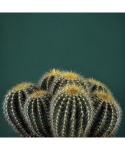 Andre Eichman, Cacti I