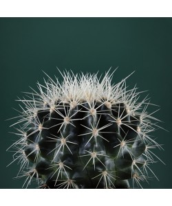 Andre Eichman, Cacti II