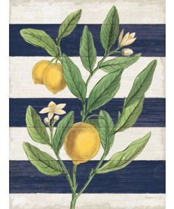 Sue Schlabach, Classic Citrus V Navy  Shiplap NW