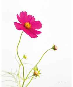 Debra van Swearingen, Magenta Cosmos I