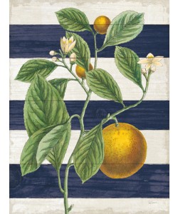 Sue Schlabach, Classic Citrus VI Navy  Shiplap NW