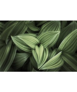 Alan Majchrowitz, Corn Lily II