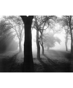 Tom Weber, Bäume im Nebel I