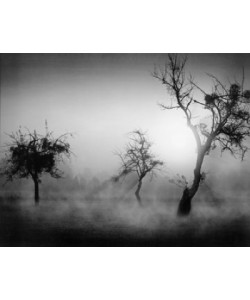 Tom Weber, Bäume im Nebel II
