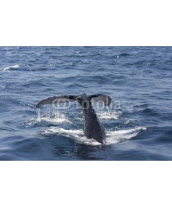 孤飞的鹤, Whale tail