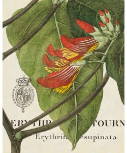 Wild Apple Portfolio, Botanique Tropicale I