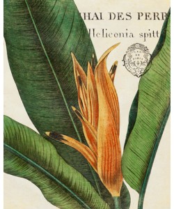 Wild Apple Portfolio, Botanique Tropicale II