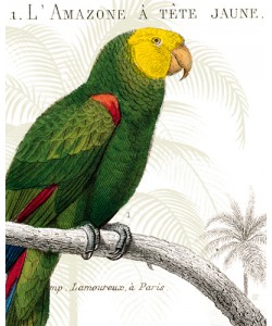 Wild Apple Portfolio, Parrot Botanique I