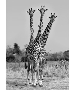 Xavier Ortega, Giraffes Three