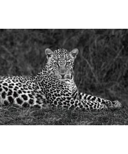 Xavier Ortega, Leopard Portrait