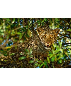 Xavier Ortega, Leopard Camouflage