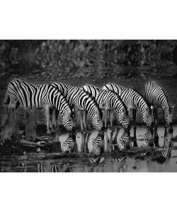 Xavier Ortega, Zebras Reflection