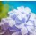 Ronny Behrendt, Sanfte Blume