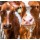 Sander Van Laar, Spring cows 1