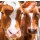 Sander Van Laar, Spring cows 2