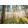 Sander Van Laar, Sunflare 1