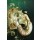 Babette, Nautilus