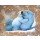 Jean-Marc Chamard, Polar bear with cub 02