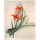 Treichel Gerhard Lilie Ikebana (Digitaldruck, handsigniert)
