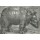 Albrecht Dürer, Rhinocerus. 1515