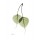 Albert Koetsier, GREEN EUCALYPTUS I
