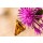 Conny Krakowski, Butterfly