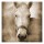 Suzanne Foschino, HORSE IN WHITE I