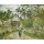 Camille Pissarro, Eine Straße in Hameau-Chaumieres, Valhermeil. 1880