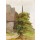Albrecht Dürer, Baum. Um 1506