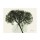 Albert Koetsier, BLOSSOM I