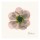 Albert Koetsier, PINK BLOSSOM I