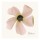 Albert Koetsier, PINK BLOSSOM II