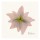 Albert Koetsier, PINK BLOSSOM III