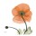 Albert Koetsier, POPPY IN ORANGE