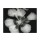 Albert Koetsier, BIG BLOSSOM III