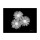 Albert Koetsier, BIG BLOSSOM VI