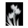 Albert Koetsier, TULIP II