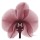 Albert Koetsier, FLOWERS IN DARK RED I