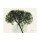 Albert Koetsier, BLOSSOM I