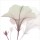 Albert Koetsier, NEAPOLITAN HIBISCUS