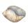 Beverly Dyer, SEA SHELL NEUTRAL I