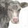 Beverly Dyer, FARM COW