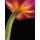 Barry Seidmann, GLOWING TULIP